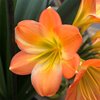 Кливия (Clivia) 